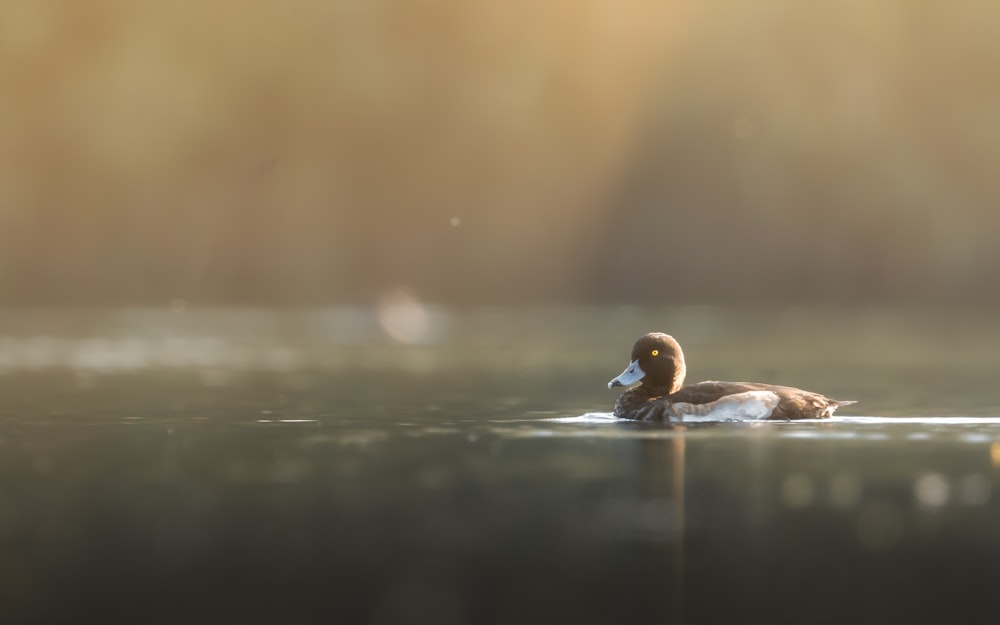 a duck floating on top of a body of water