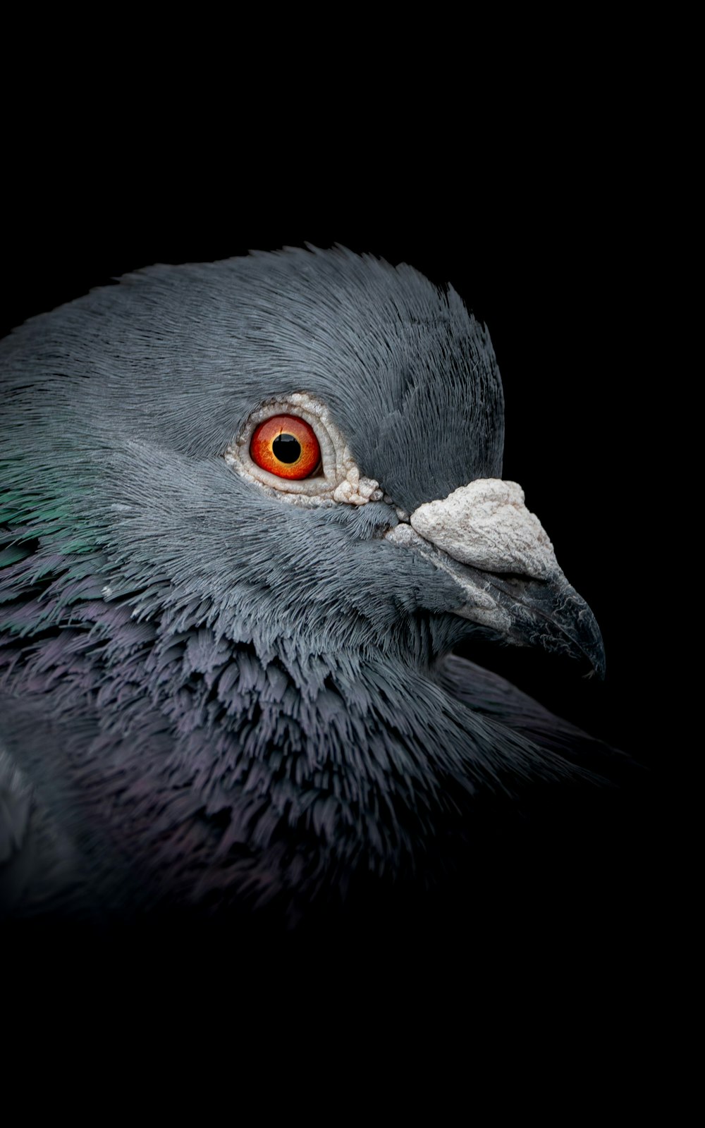 a close up of a pigeon on a black background