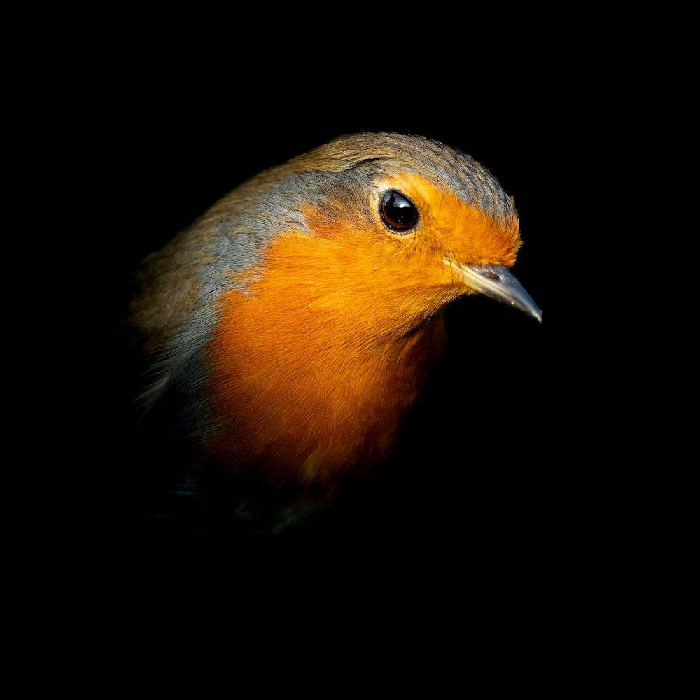 a close up of a bird on a black background