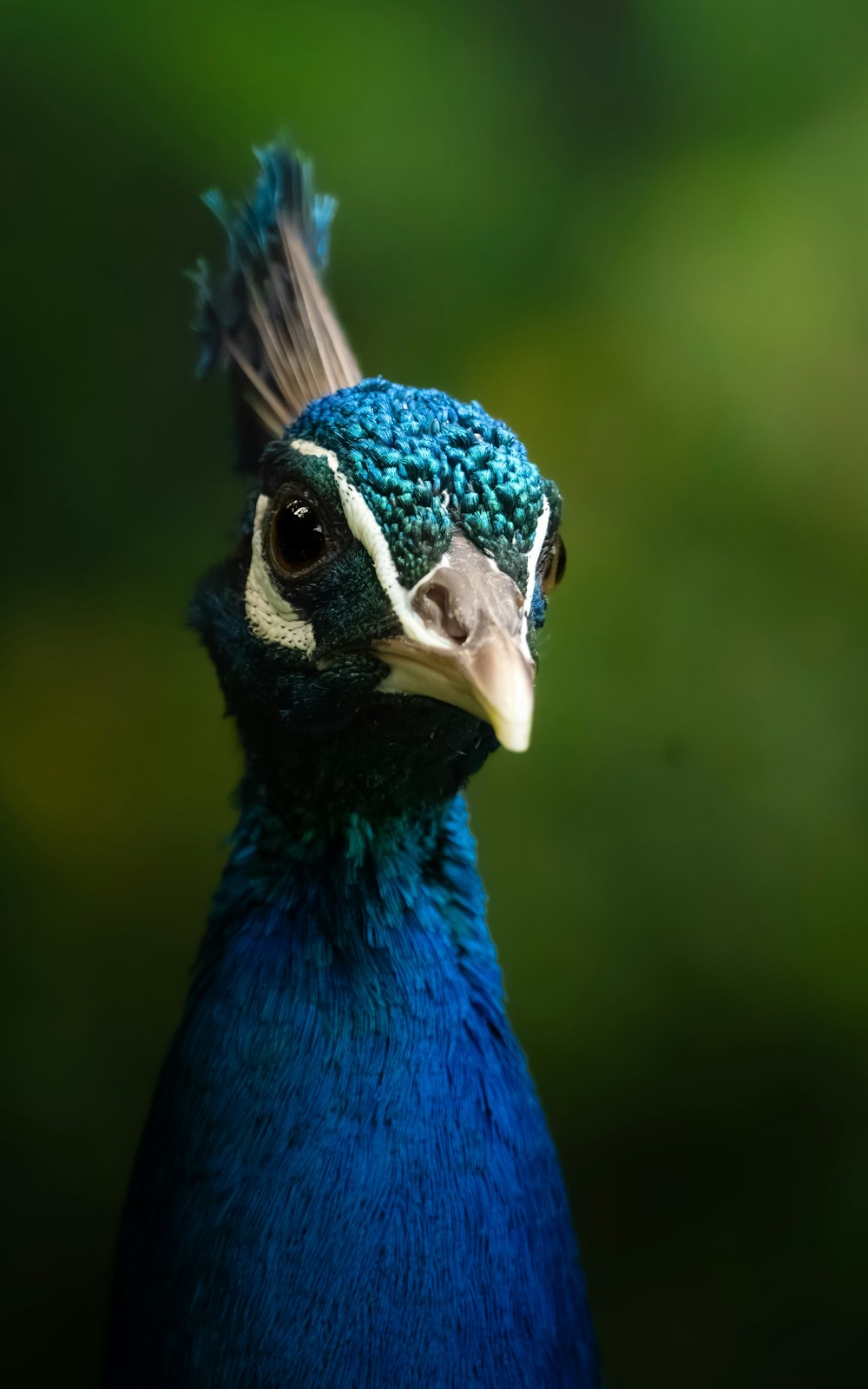 a close up of a blue bird with a blurry background