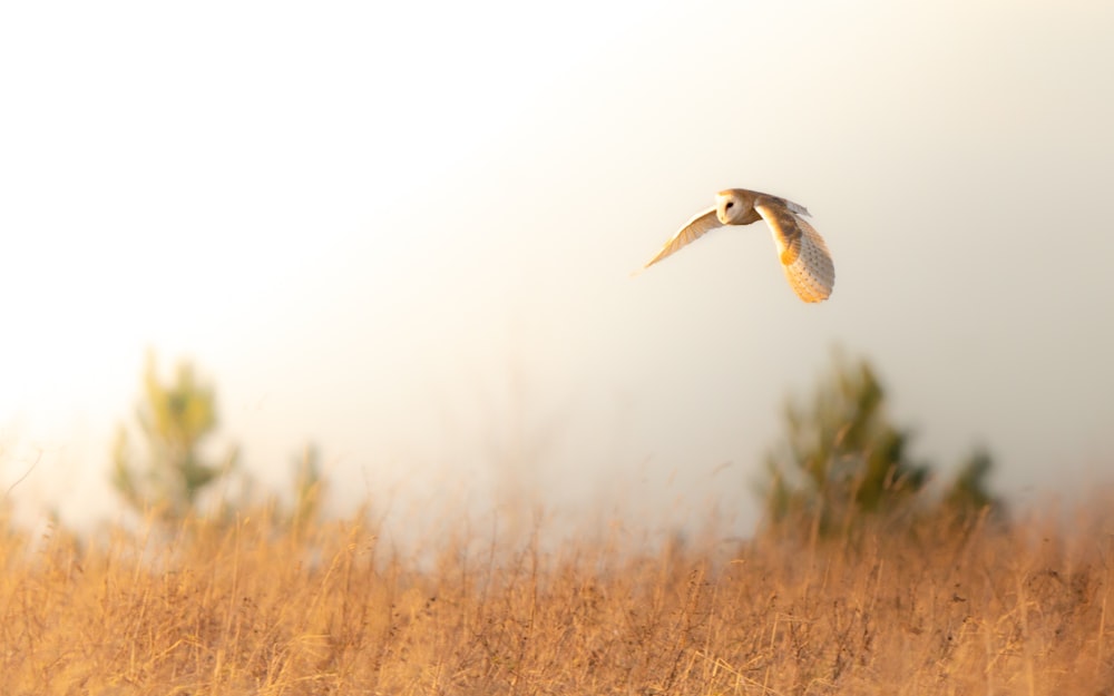 a white bird flying over a dry grass field