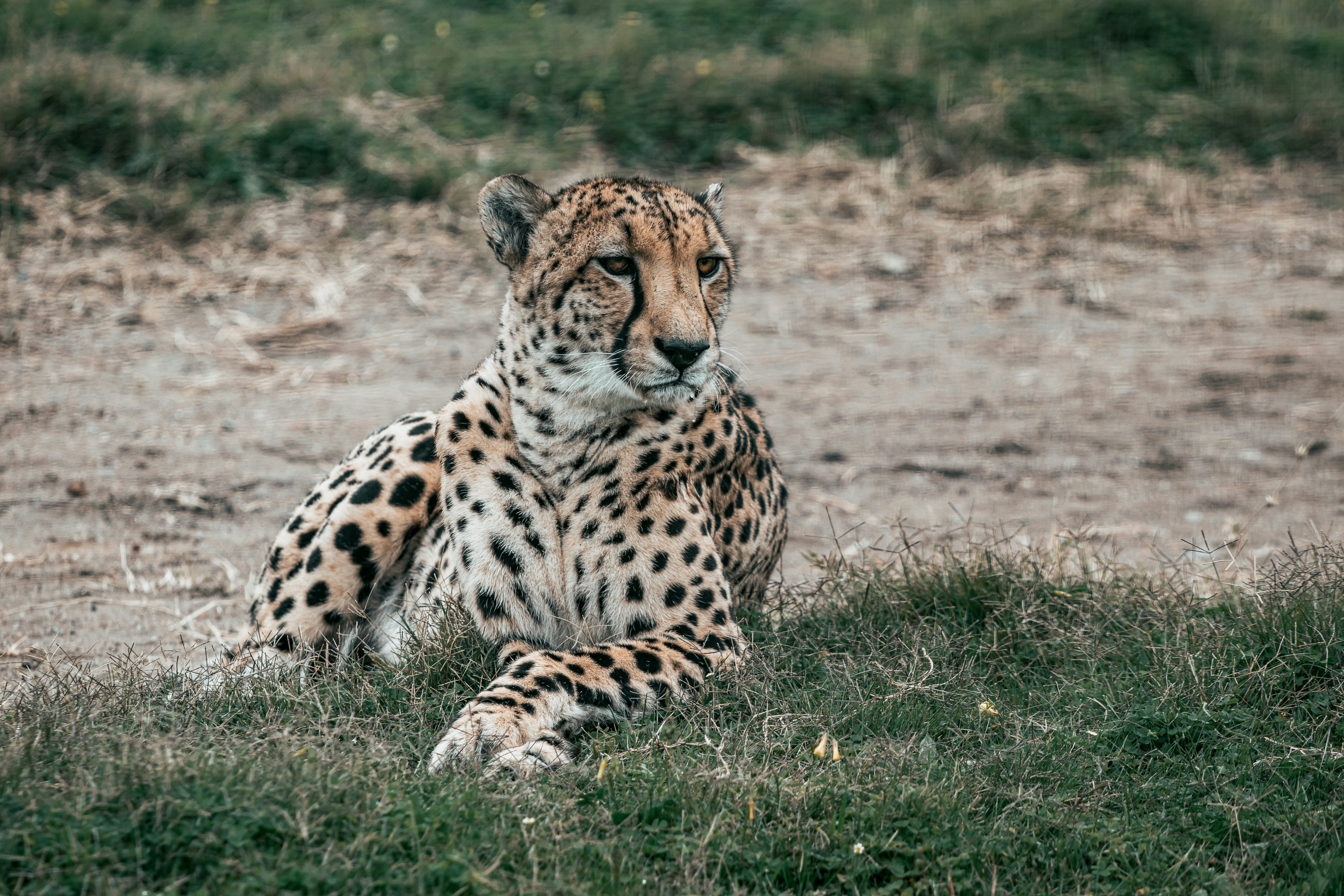 Legs Tucked Neat: Cheetahs in the Grasslands (image credits: unsplash)