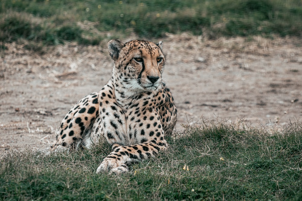 a cheetah sitting on the ground in the grass