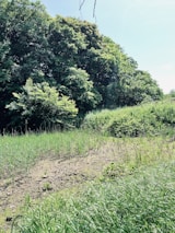 A lush green landscape with dense trees in the background and tall grass in the foreground. The scene appears sunlit with shadows visible on the ground, suggesting a bright day. The area looks tranquil and untouched, possibly representing a natural habitat or a conservation area.