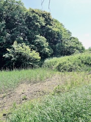 A lush green landscape with dense trees in the background and tall grass in the foreground. The scene appears sunlit with shadows visible on the ground, suggesting a bright day. The area looks tranquil and untouched, possibly representing a natural habitat or a conservation area.