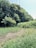 A lush green landscape with dense trees in the background and tall grass in the foreground. The scene appears sunlit with shadows visible on the ground, suggesting a bright day. The area looks tranquil and untouched, possibly representing a natural habitat or a conservation area.