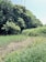 A lush green landscape with dense trees in the background and tall grass in the foreground. The scene appears sunlit with shadows visible on the ground, suggesting a bright day. The area looks tranquil and untouched, possibly representing a natural habitat or a conservation area.