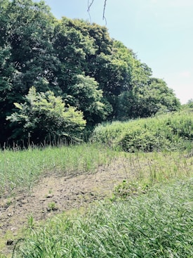 A lush green landscape with dense trees in the background and tall grass in the foreground. The scene appears sunlit with shadows visible on the ground, suggesting a bright day. The area looks tranquil and untouched, possibly representing a natural habitat or a conservation area.