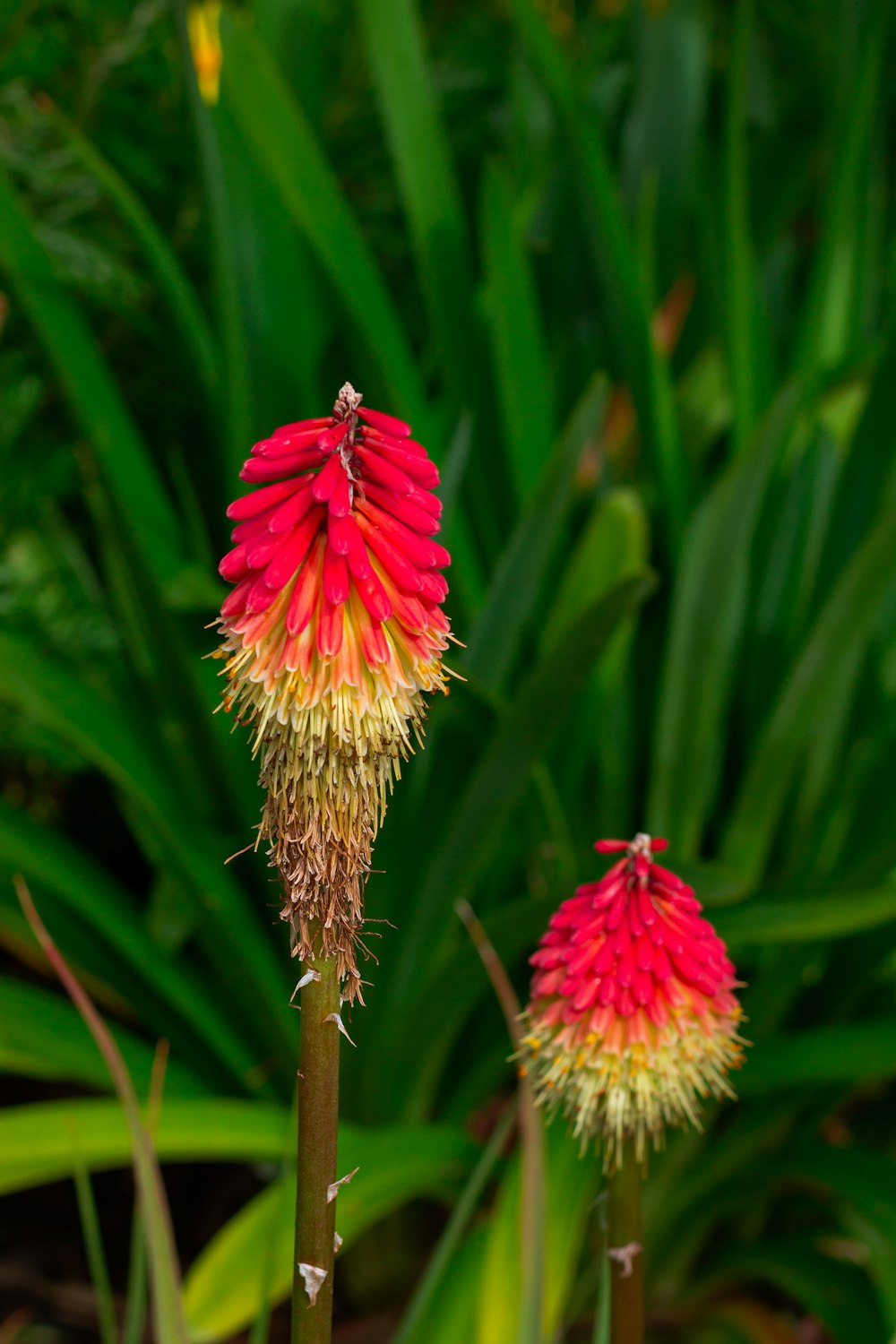 a couple of red flowers sitting on top of a lush green field