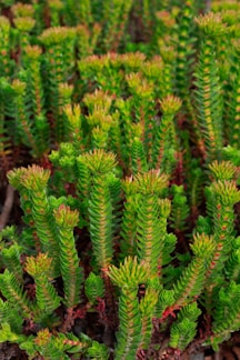 A close-up of small, delicate succulents grouped tightly in a vibrant green cluster.