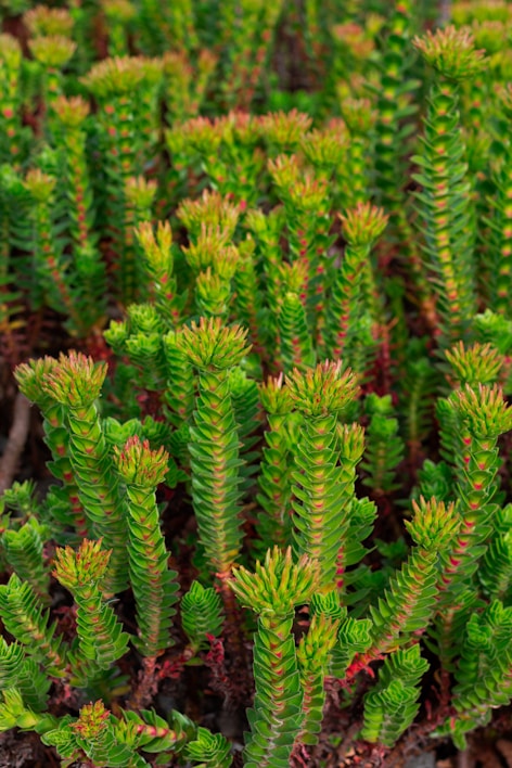 A close-up of small, delicate succulents grouped tightly in a vibrant green cluster.