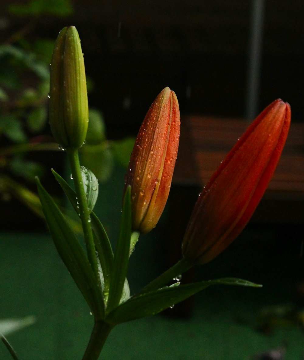 two orange flowers with water droplets on them