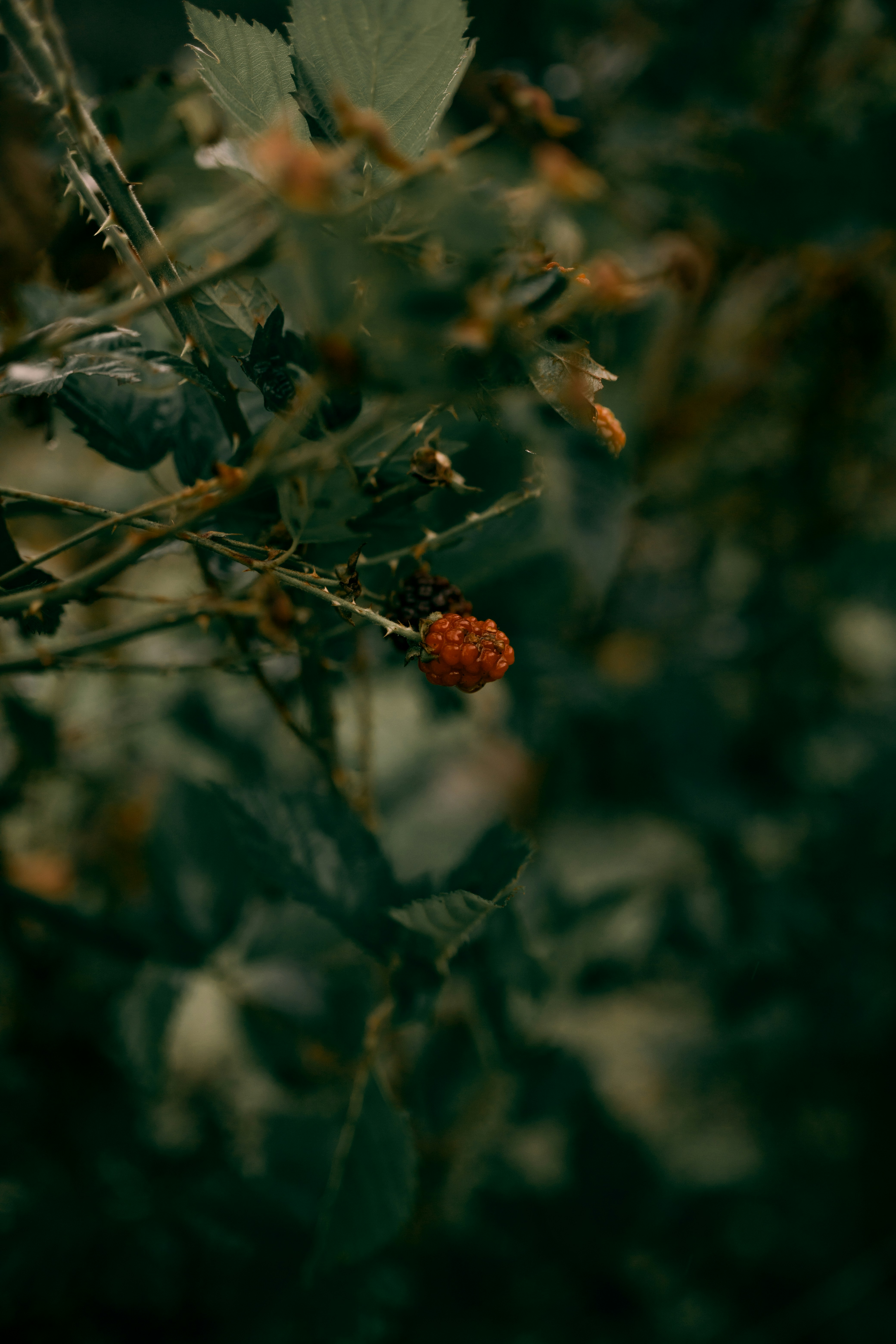 Photo by alexandermassph