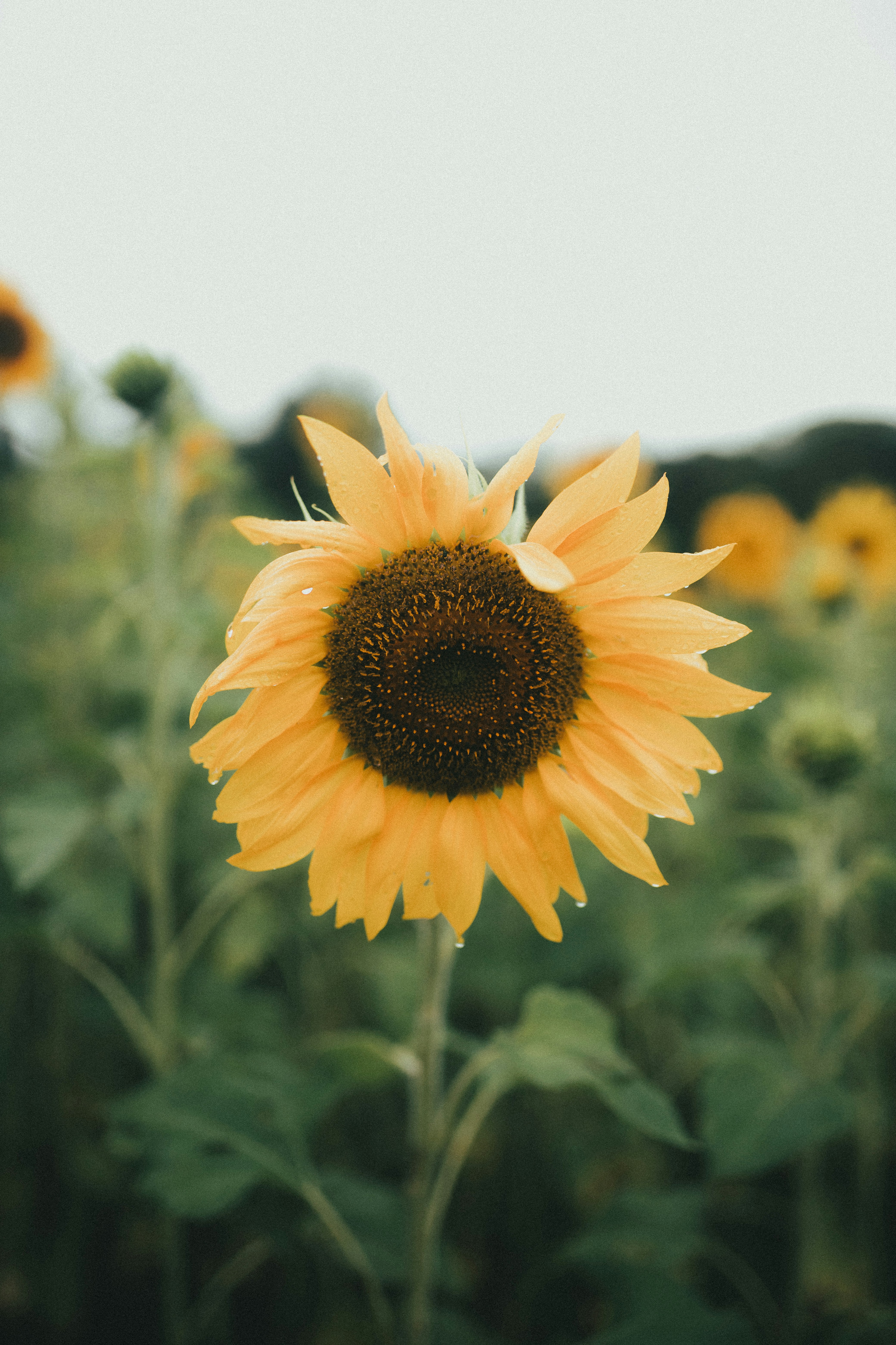 Photo by alexandermassph