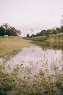 A peaceful rural landscape featuring a small pond and grazing livestock.