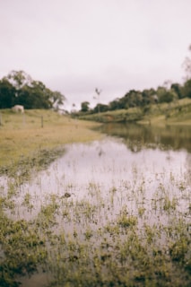 A peaceful rural landscape featuring a small pond and grazing livestock.
