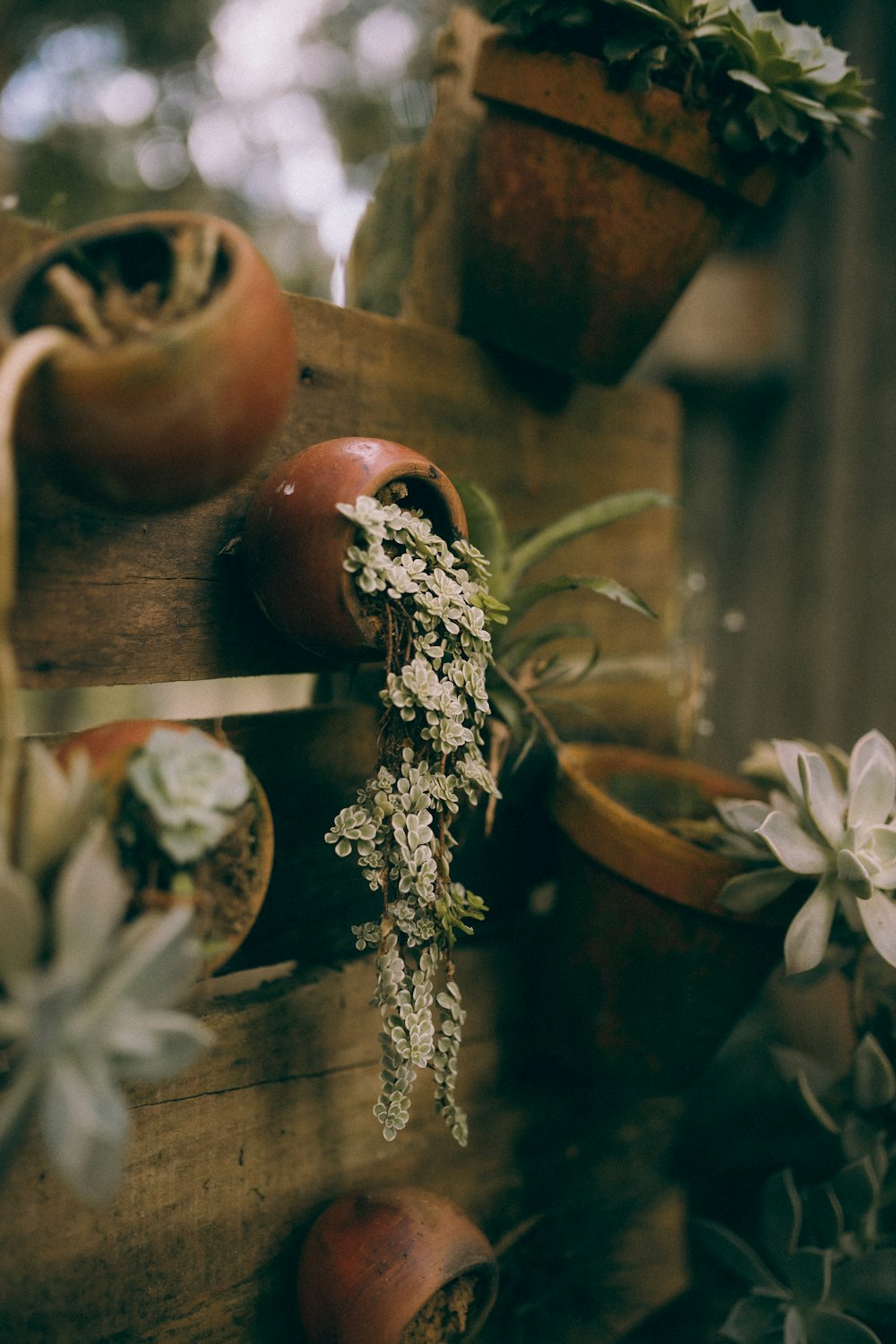 a bunch of potted plants sitting on top of a wooden shelf