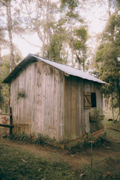 A small wooden shed nestled among tall pine trees with a stone pathway leading to its door.