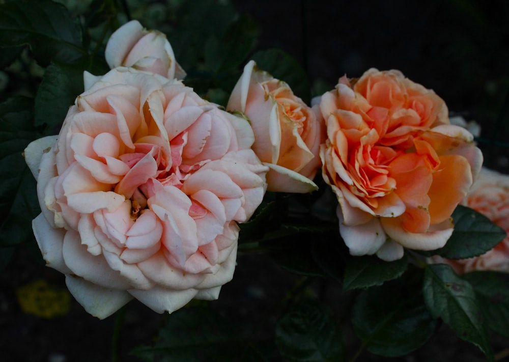 three peach colored flowers with green leaves