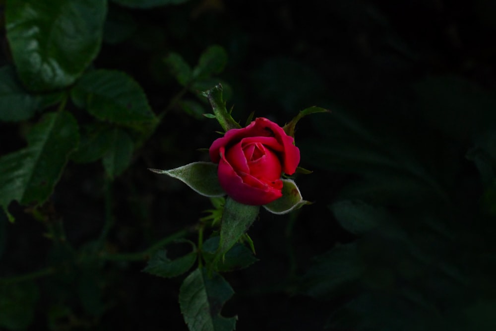 a single red rose with green leaves in the dark
