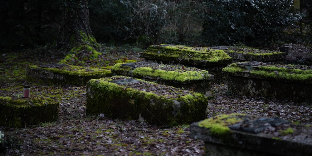 moss growing on a tree stump in a forest