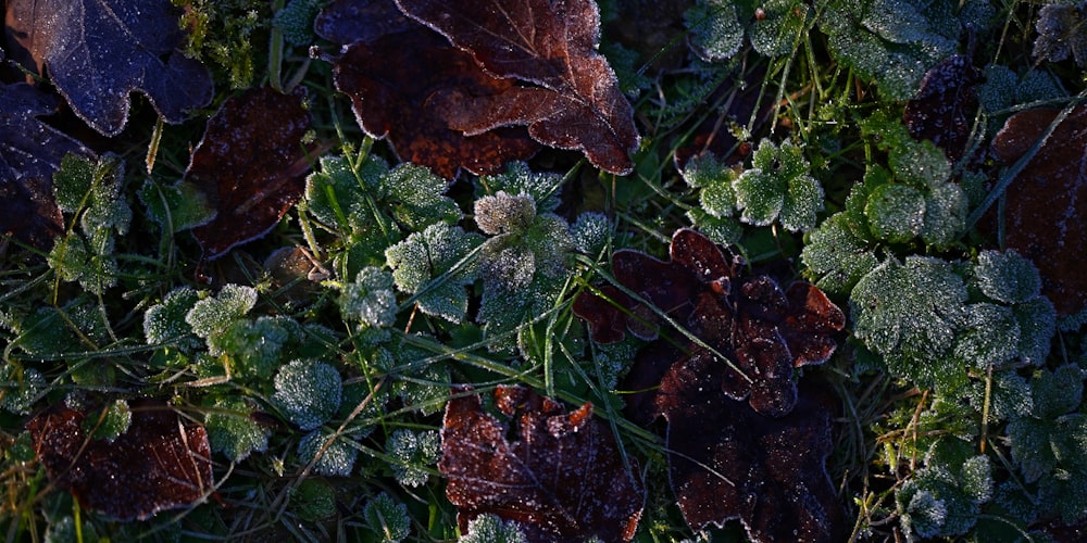 frosted leaves and grass covered in frost