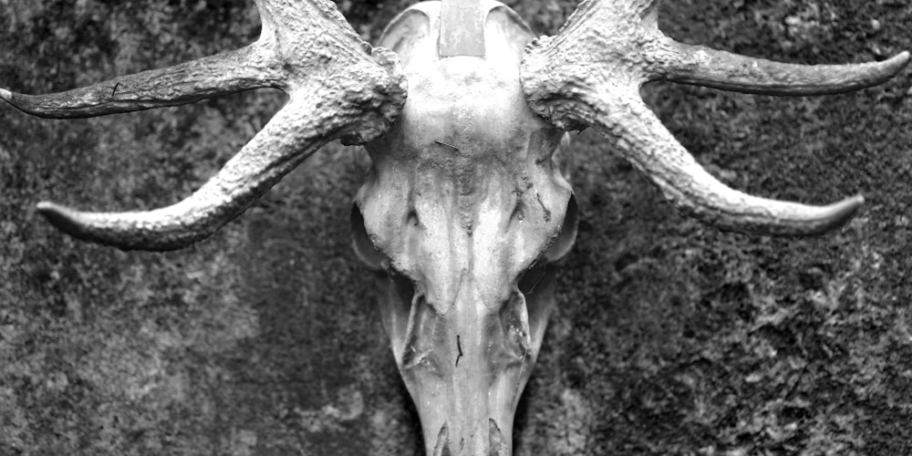 a black and white photo of a deer skull
