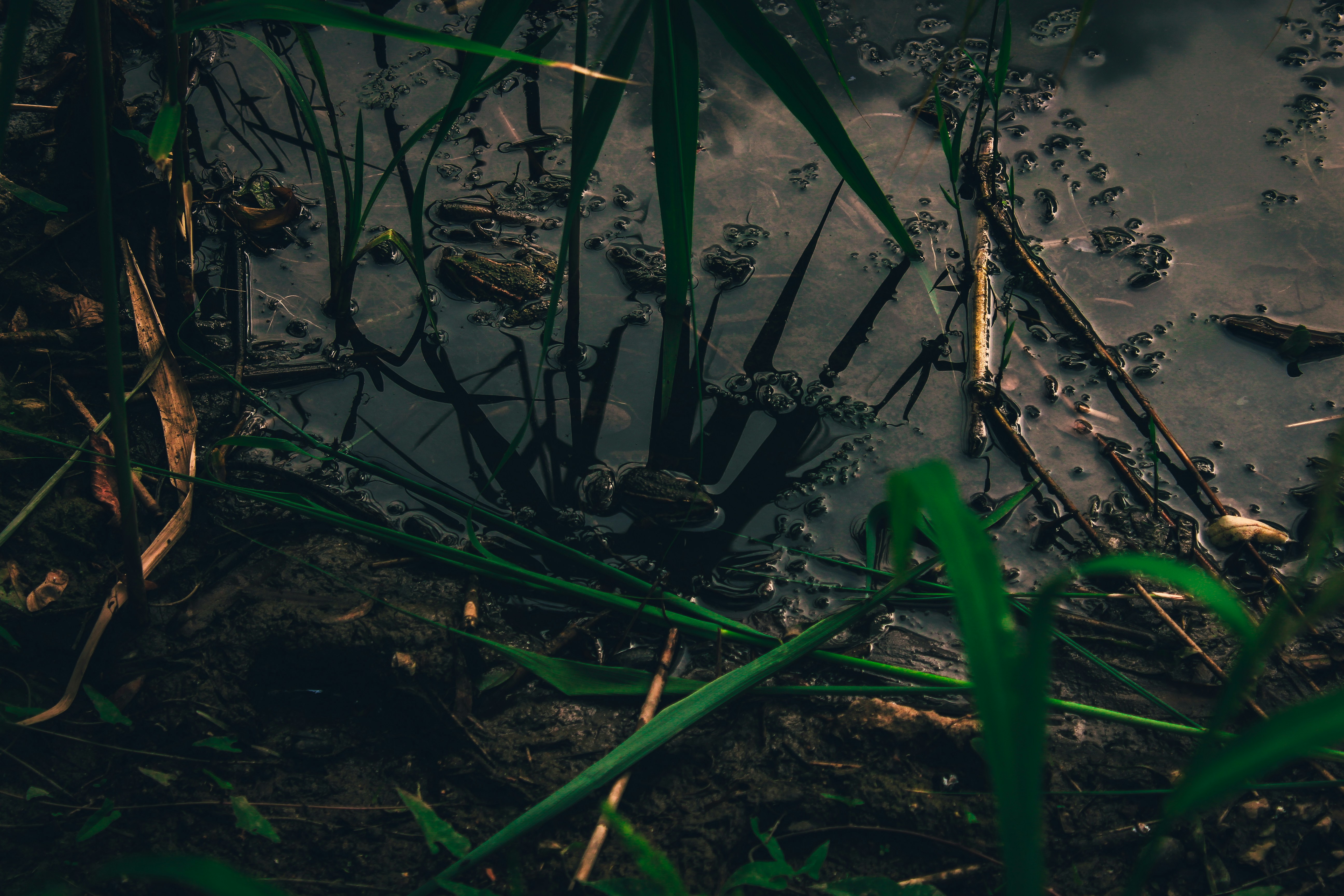 Photo by czapp_botond