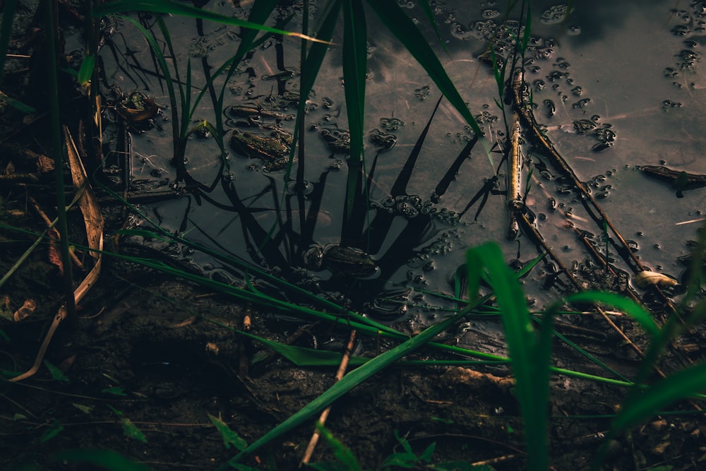 ein sumpfiges Gebiet mit Wasser und Gras