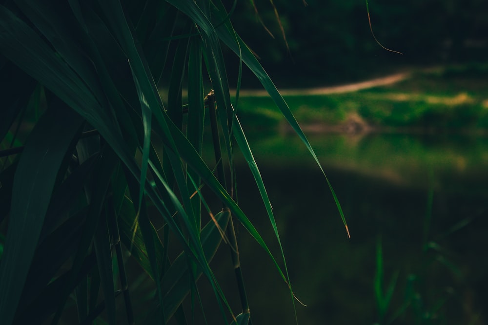 a blurry photo of grass and water