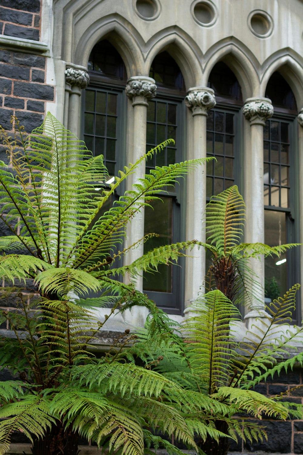 a large green plant sitting in front of a building