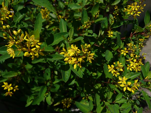 Bright yellow blossoms of a healing plant thriving in natural sunlight