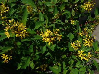 Bright yellow blossoms of a healing plant thriving in natural sunlight