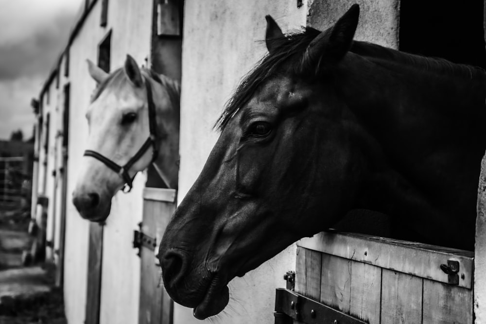 a black and white photo of two horses