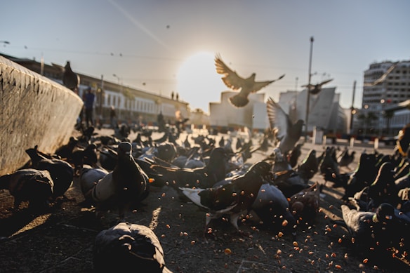 A large group of pigeons gathered on the ground in an urban setting, with a few pigeons in flight. The sun is low in the sky, creating long shadows and highlighting the silhouette of buildings in the background. Scattered grains are visible among the pigeons, suggesting they are feeding.