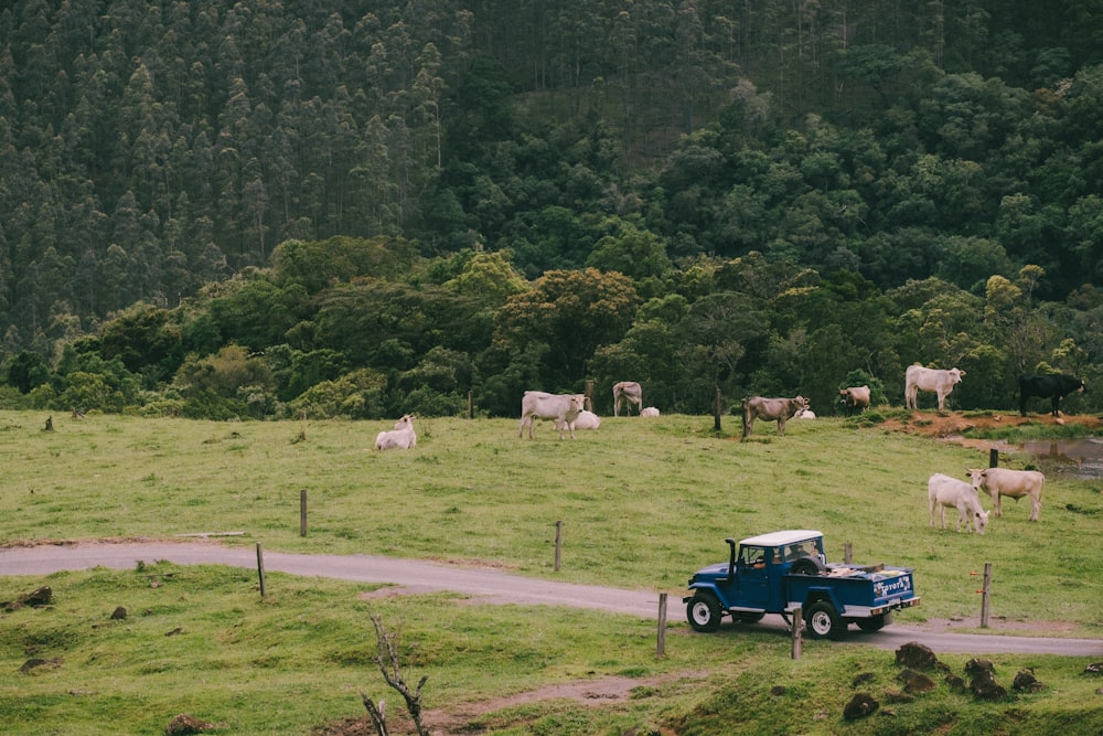 a blue truck driving down a road next to a lush green field