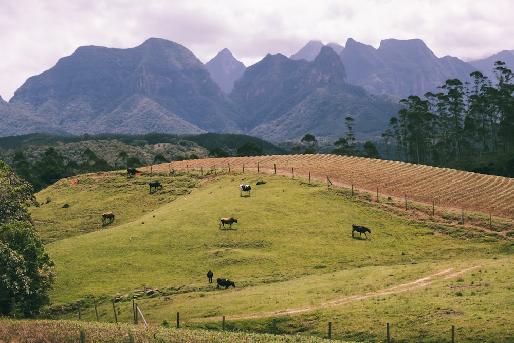 a herd of cattle grazing on a lush green hillside