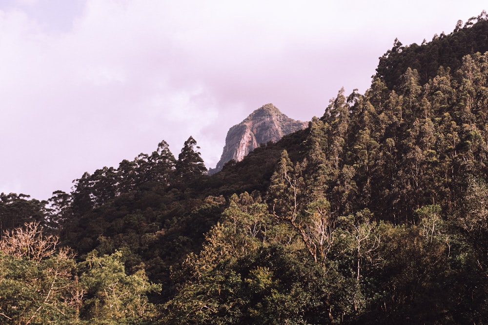 a view of a mountain surrounded by trees