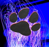 A large, dark paw print is centered against a vibrant backdrop of bright blue and purple swirling lights. The lights create an abstract pattern, evoking a sense of movement and energy.