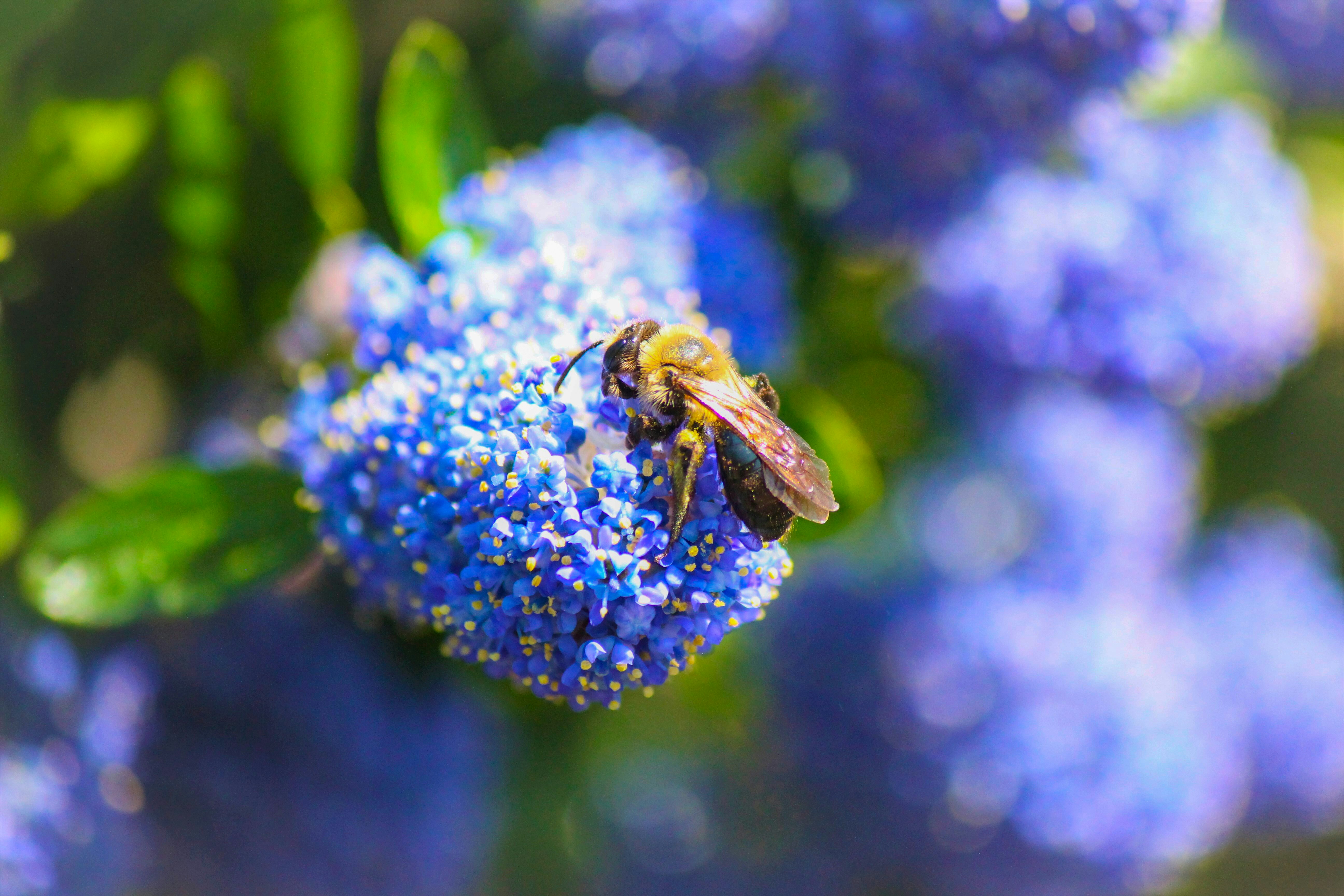 Photo by alveole_urban_beekeeping