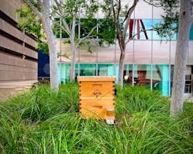 A wooden beehive prominently sits amidst tall green grass, surrounded by several trees with light gray trunks. The background reveals a modern building with large reflective windows that partially mirror the natural setting.