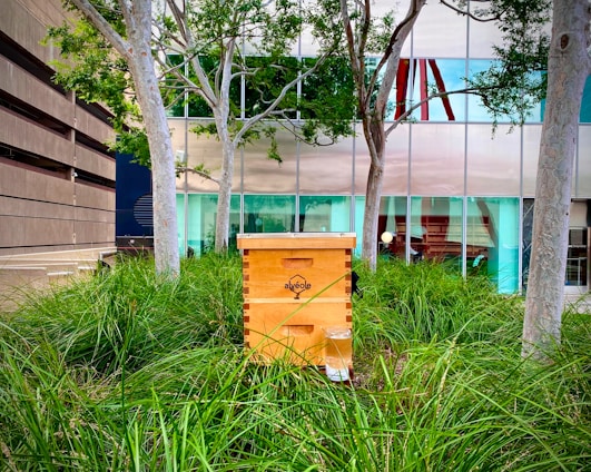 A wooden beehive prominently sits amidst tall green grass, surrounded by several trees with light gray trunks. The background reveals a modern building with large reflective windows that partially mirror the natural setting.