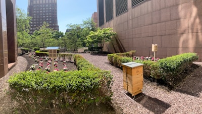 A rooftop garden with neatly arranged flower beds bordered by green hedges. In the foreground, there are two wooden bee hives or boxes. The area is surrounded by large buildings, and sunlight casts shadows on the walls. Trees and bushes are visible in the background.