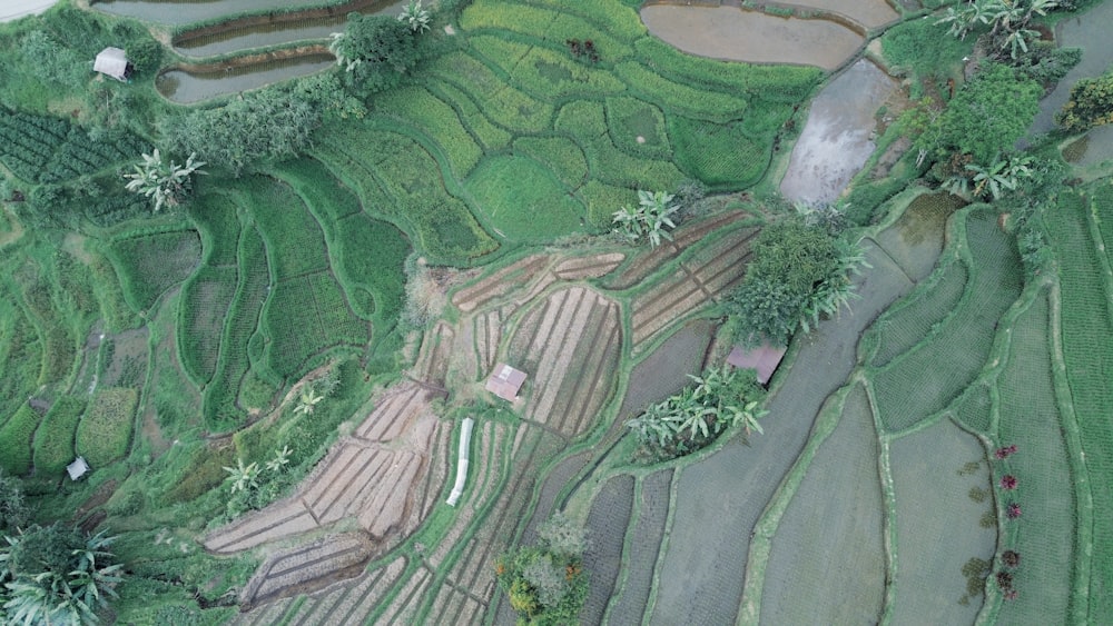 an aerial view of a rice field