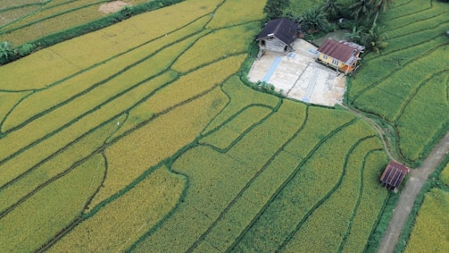 Aerial view of a rural landscape with a rice field. The fields are divided into distinct sections with varying shades of green and yellow, indicating stages of growth. At the center-right, there are two buildings, one larger with a dark roof and the other smaller with a red roof. A few palm trees are visible near the buildings. Paths are visible leading towards and around the buildings.