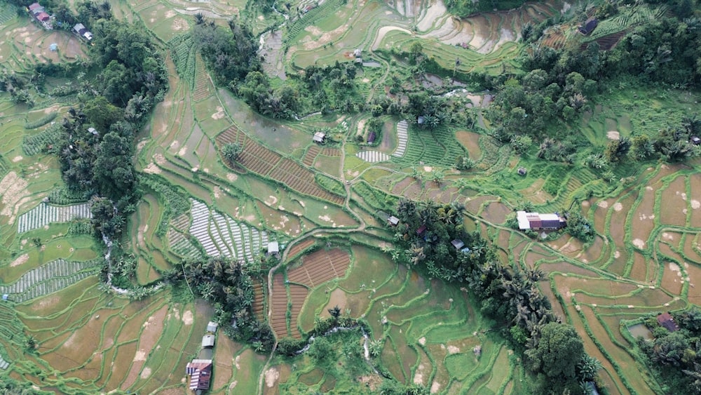 an aerial view of a rice field