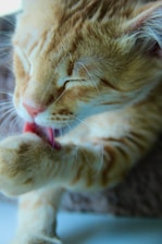 A close-up view of an orange tabby cat grooming itself by licking its paw. The cat's eyes are closed, and it appears to be relaxed and content. The fur's texture and markings are visible with soft lighting on the right.