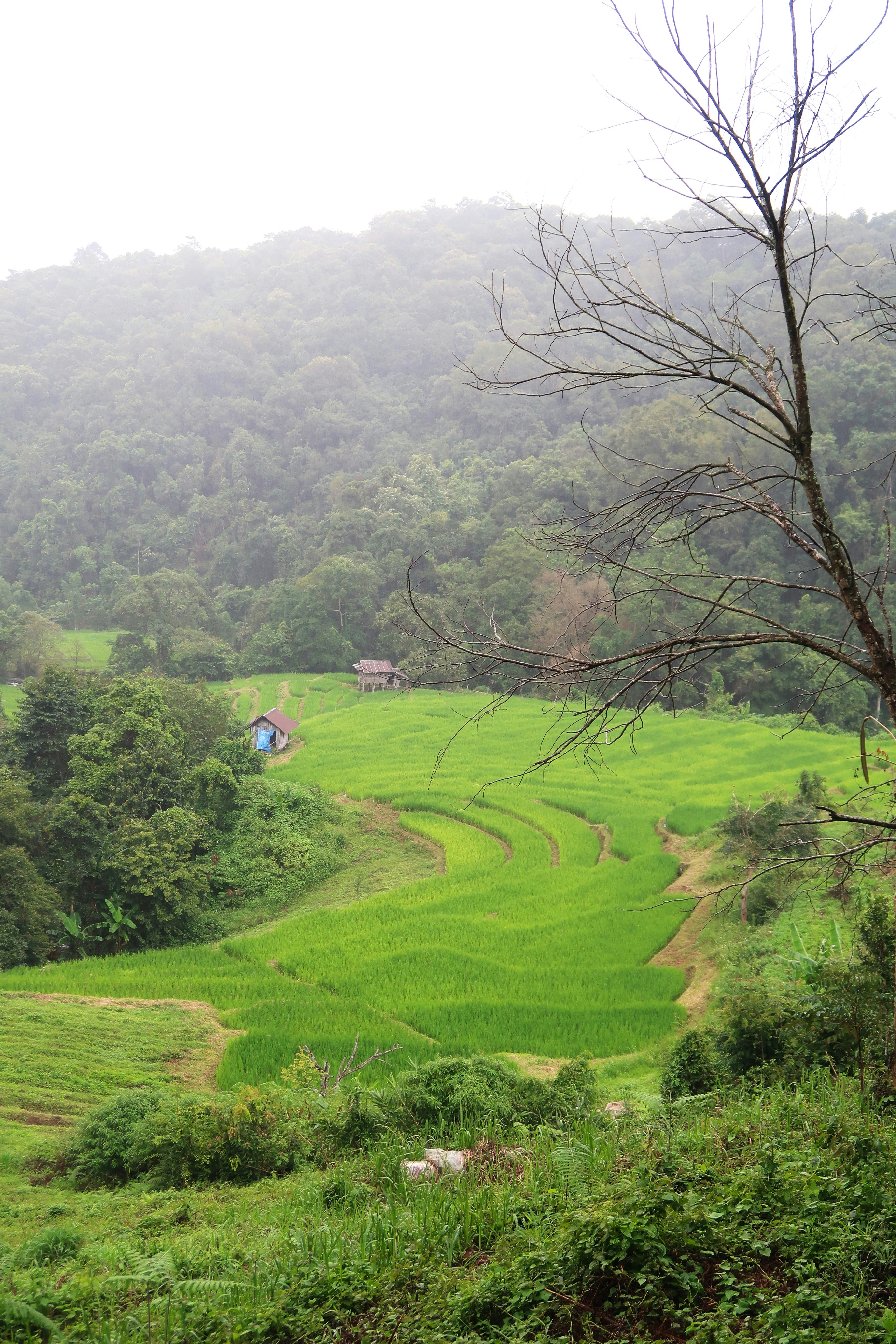 a lush green field with a house in the distance