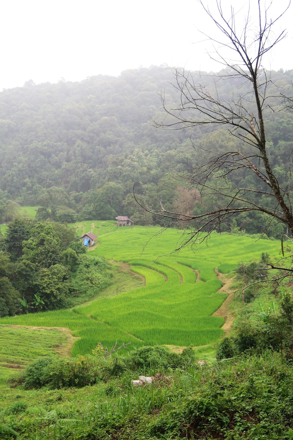 um campo verde exuberante com uma casa ao longe