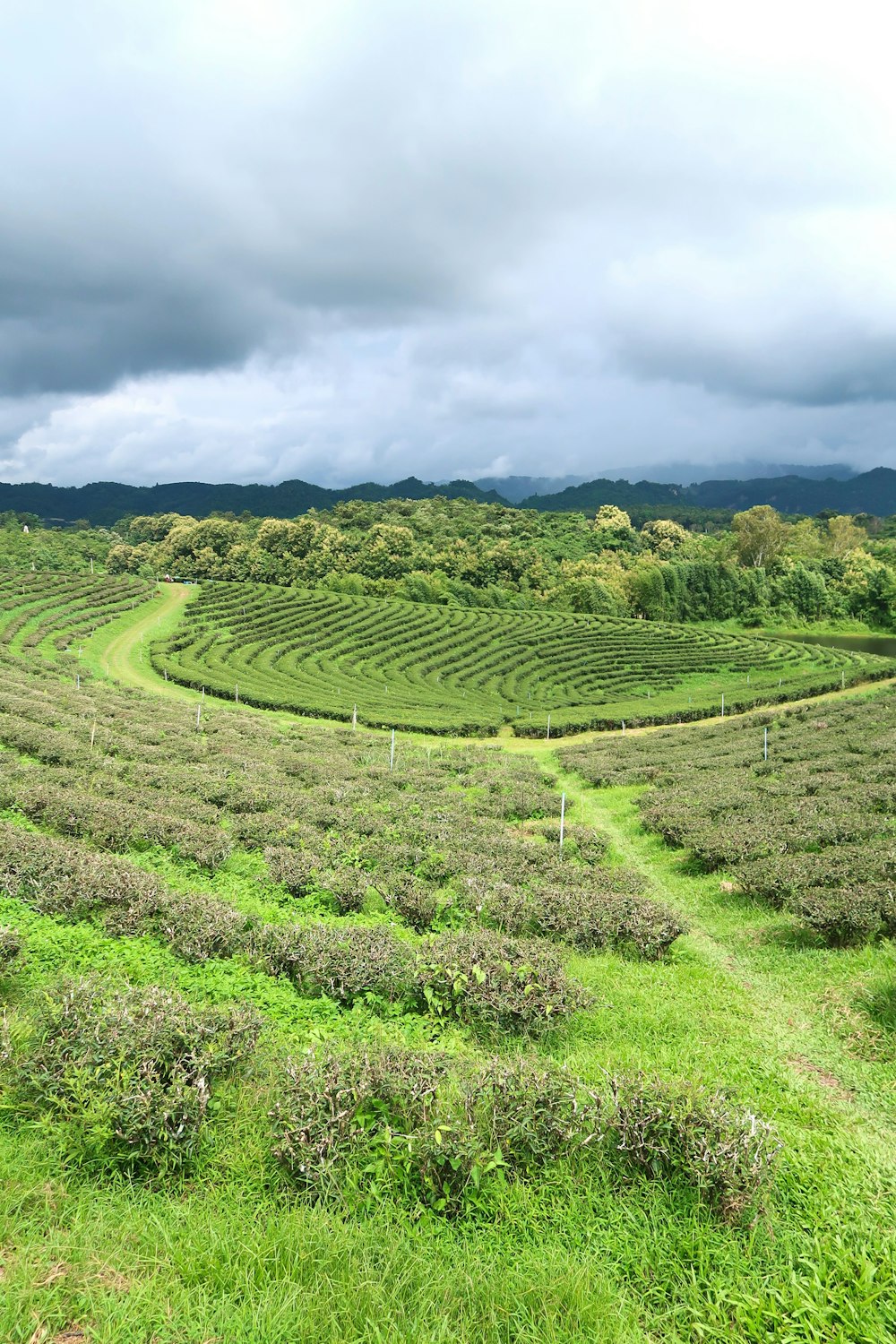 a lush green field filled with lots of trees